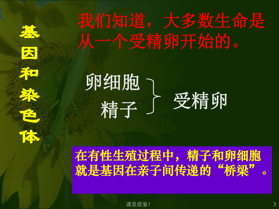 基因在亲子代间的传递(课资参考)课件.ppt_第3页