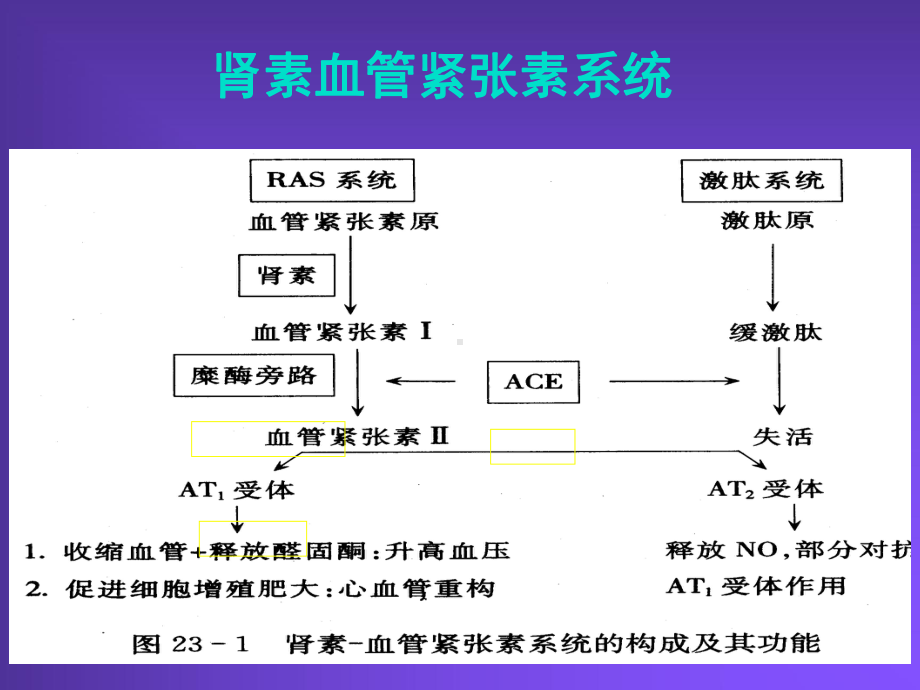 第2324章肾素血管紧张素系统抑制药;利尿药与脱水药课件.ppt_第3页