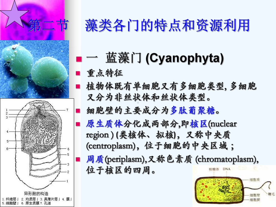 二藻类植物资源new课件.ppt_第3页