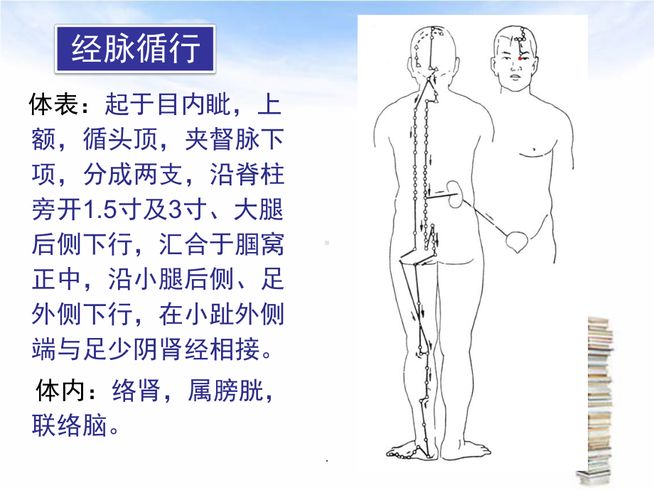 足太阳膀胱经教学课件.ppt_第2页