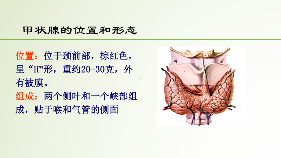 甲状腺疾病治疗中的TSH控制课件.pptx_第2页