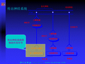 拟肾上腺素药和抗肾上腺素药（ X页）课件.ppt