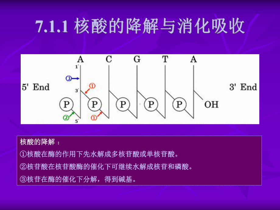 第7章核酸代谢课件.ppt_第3页