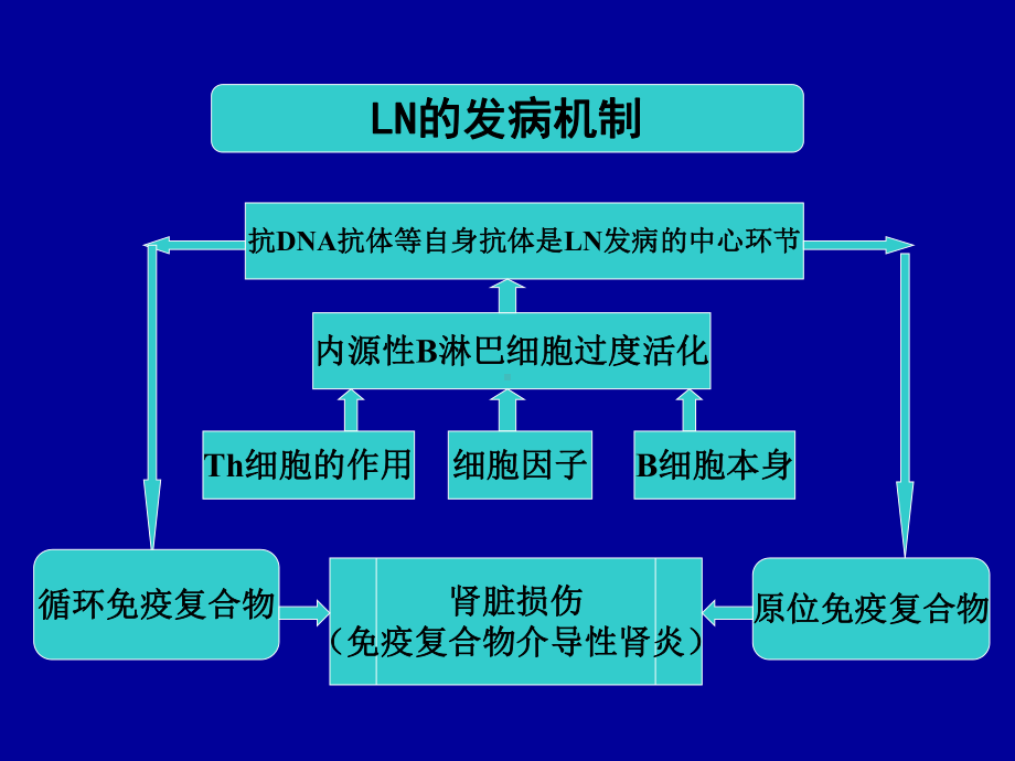 狼疮性肾炎的发病机制及治疗进展课件.ppt_第3页