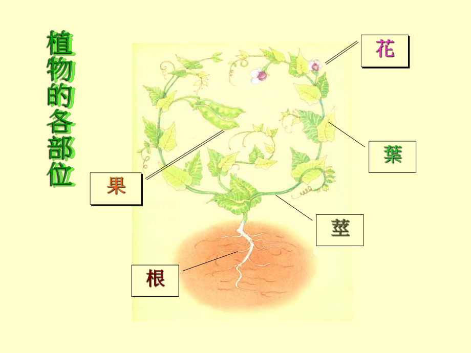 每种生物在生命中至少要具备两种能力课件.ppt_第3页