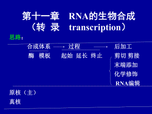 第十二章RNA的生物合成遵义医学院 [课件].ppt