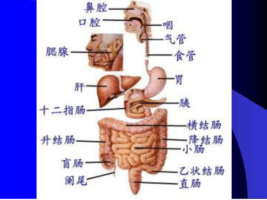 第五讲消化系统肿瘤癌症发生的原因及预防课件.ppt_第3页