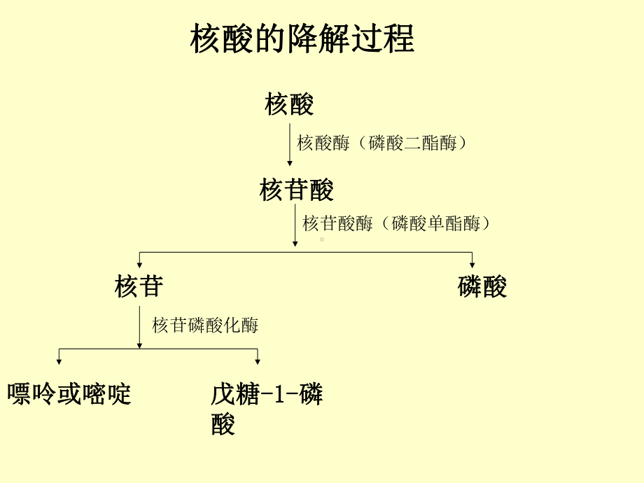 核酸代谢课件讲义.ppt_第2页