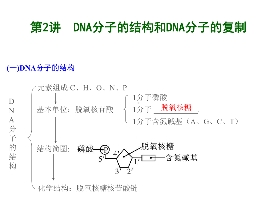 届高三生物一轮复习精讲课件DNA分子的结构和.ppt_第2页