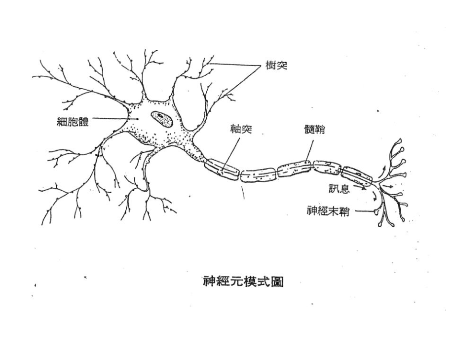 蒙特梭利博士课件.ppt_第3页