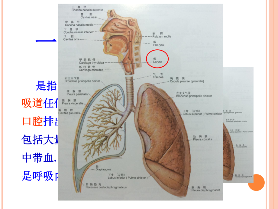 咯血的护理课件.pptx_第3页