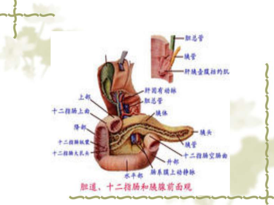 第十四节胰腺癌病人的护理课件.ppt_第3页