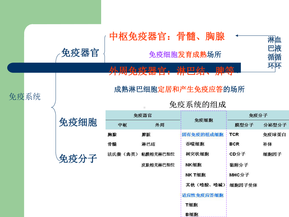 免疫组织和器官课件.ppt_第3页