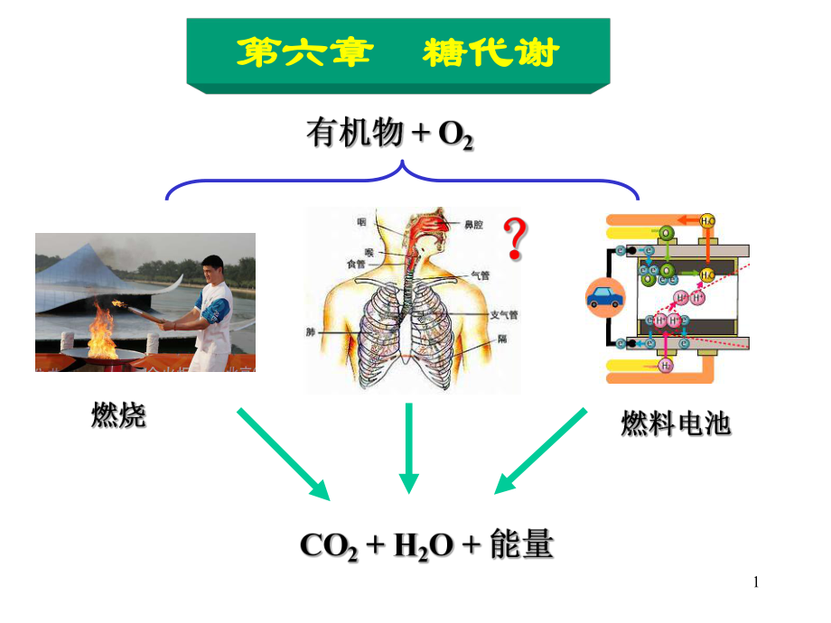 生物化学6章糖代谢课件.ppt_第1页