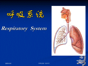 组织学与胚胎学 呼吸系统课件.ppt