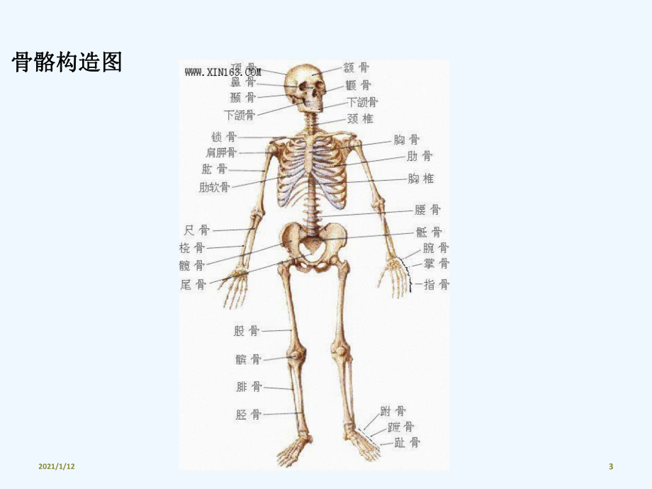 人体解剖及循环系统PP课件.ppt_第3页