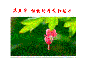 初中生物《植物的开花和结果》课件.ppt