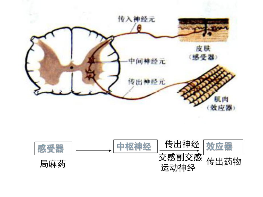 第七章拟胆碱药和抗胆碱药课件.ppt_第2页