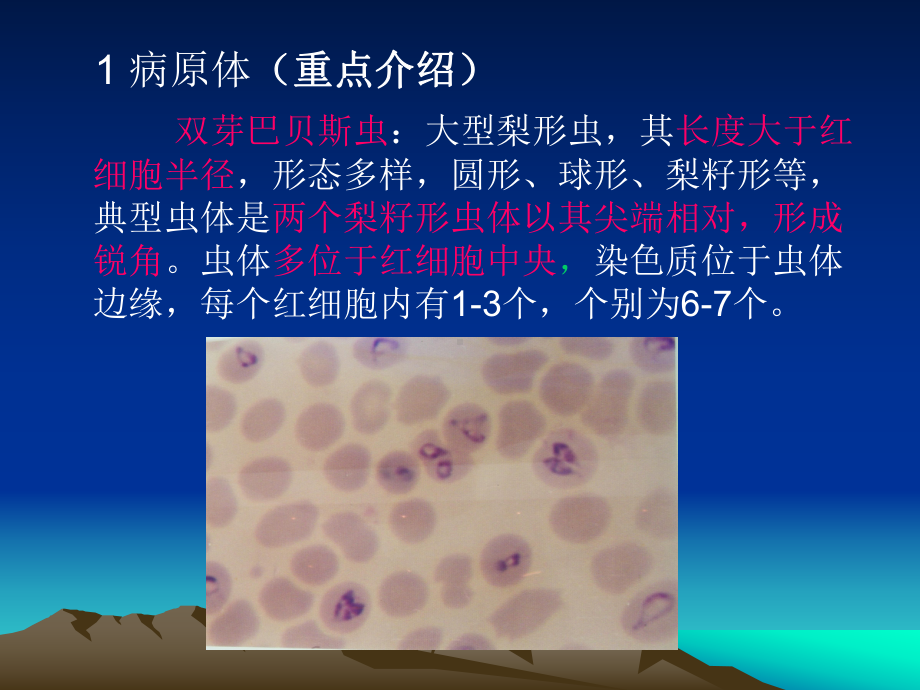 第二篇各论第十二章原虫病梨形虫病课件.ppt_第3页