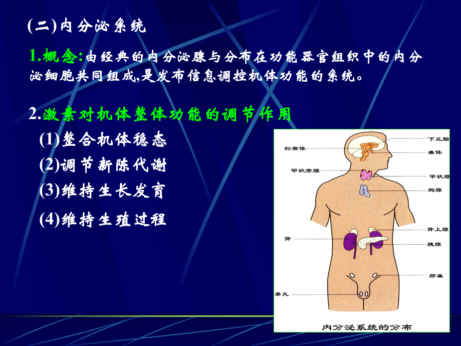 第11章内分泌系统南华大学课件.ppt_第3页