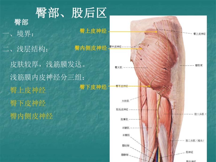 局部解剖学课件臀区及下肢（皖南医学院）.ppt_第1页