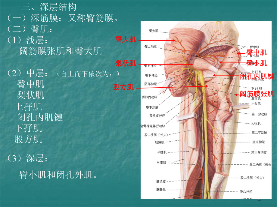 局部解剖学课件臀区及下肢（皖南医学院）.ppt_第2页