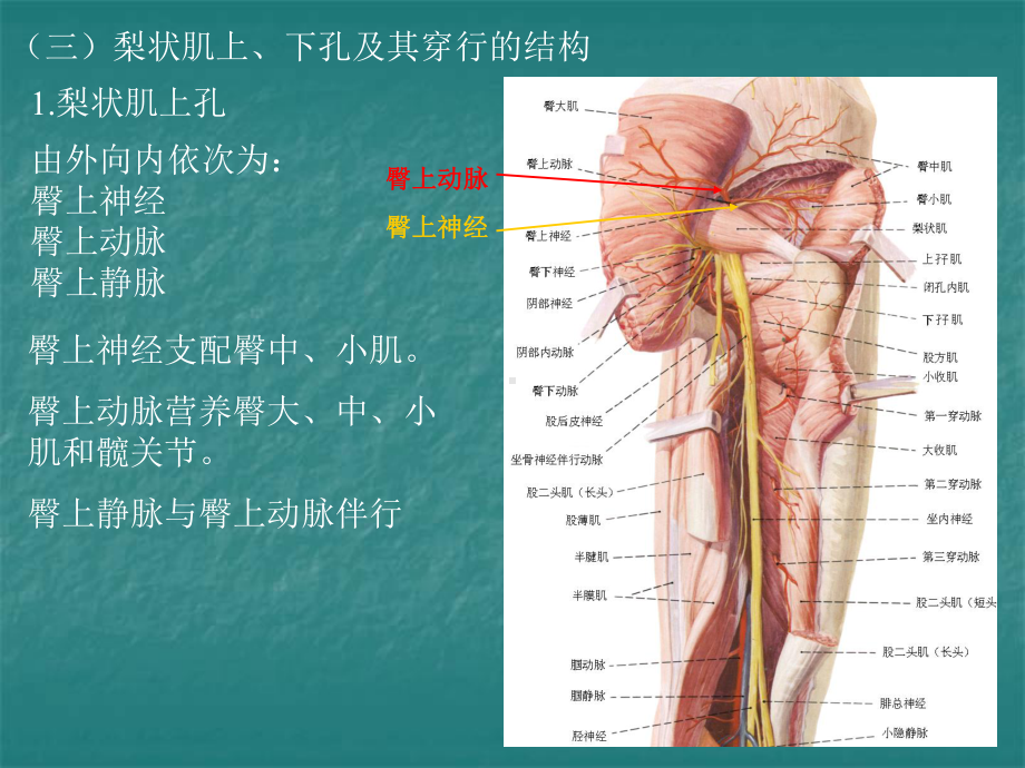 局部解剖学课件臀区及下肢（皖南医学院）.ppt_第3页