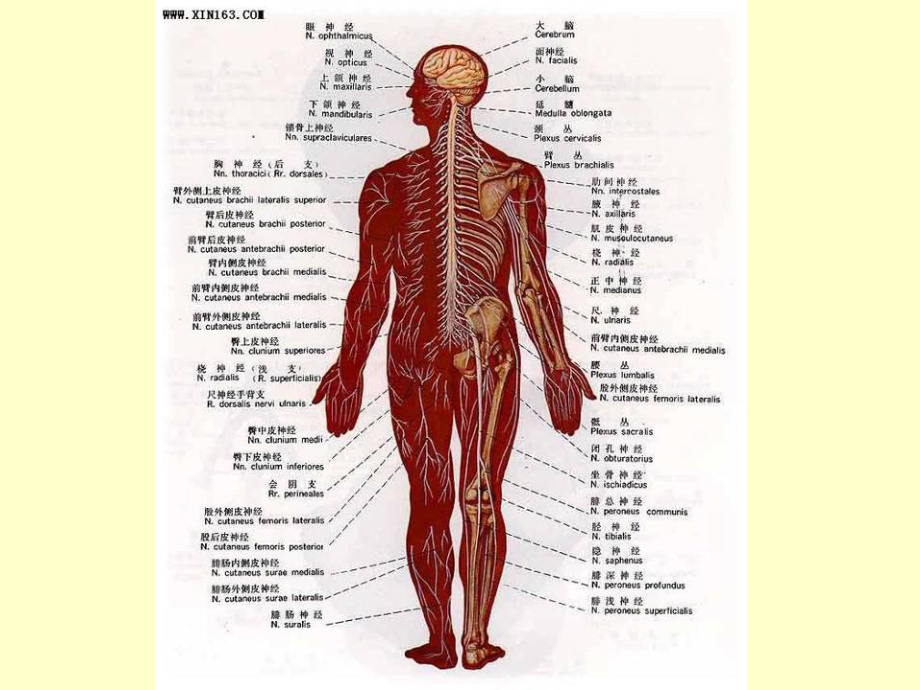 动物生理学神经系统的功能(上)课件.ppt_第2页