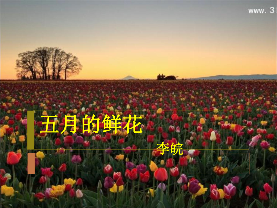 五月的鲜花上课用课件.ppt_第1页