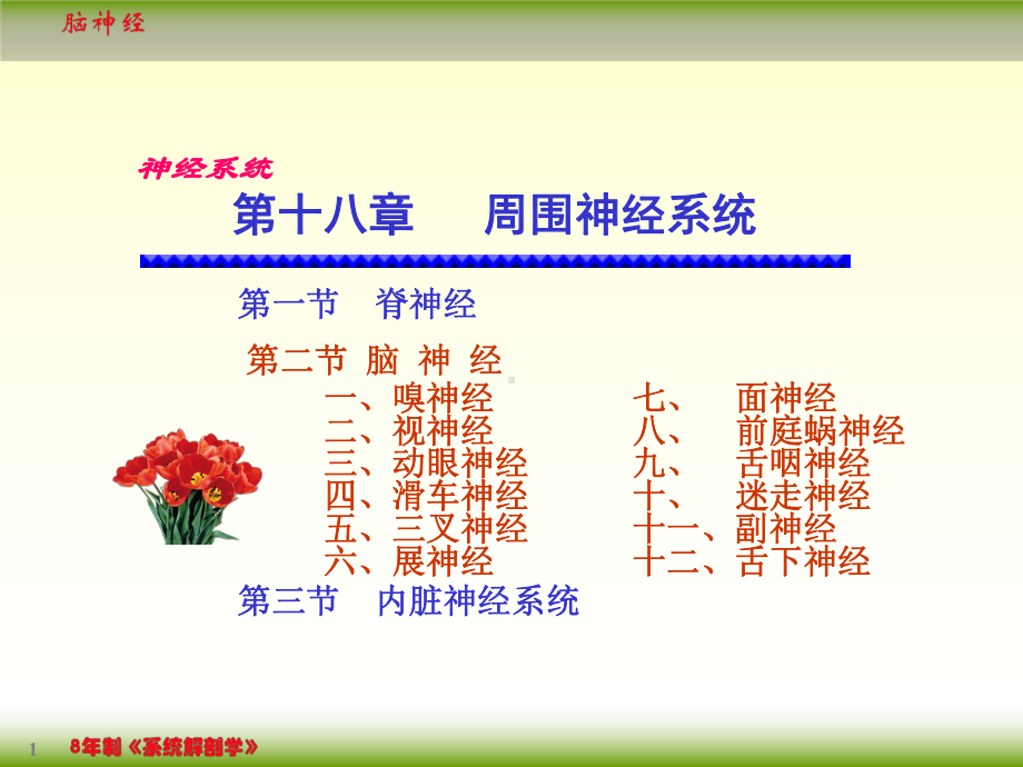 系统解剖学182脑神经课件.ppt_第1页