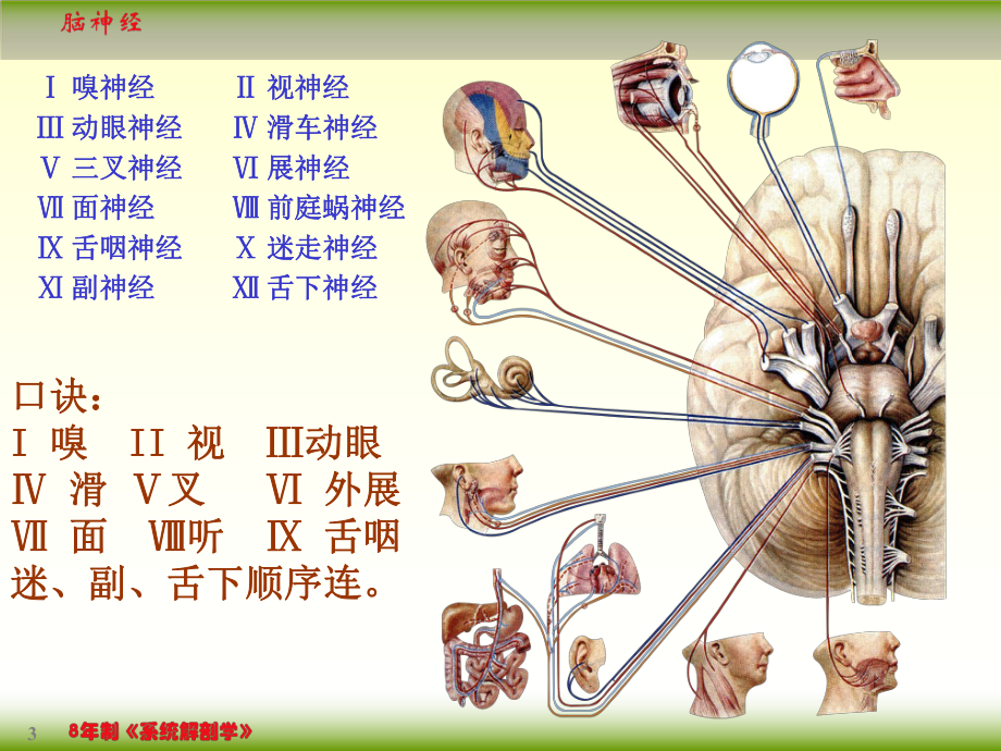 系统解剖学182脑神经课件.ppt_第3页