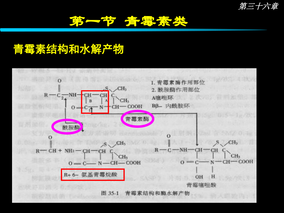 第36章内酰胺类抗生素课件.ppt_第3页