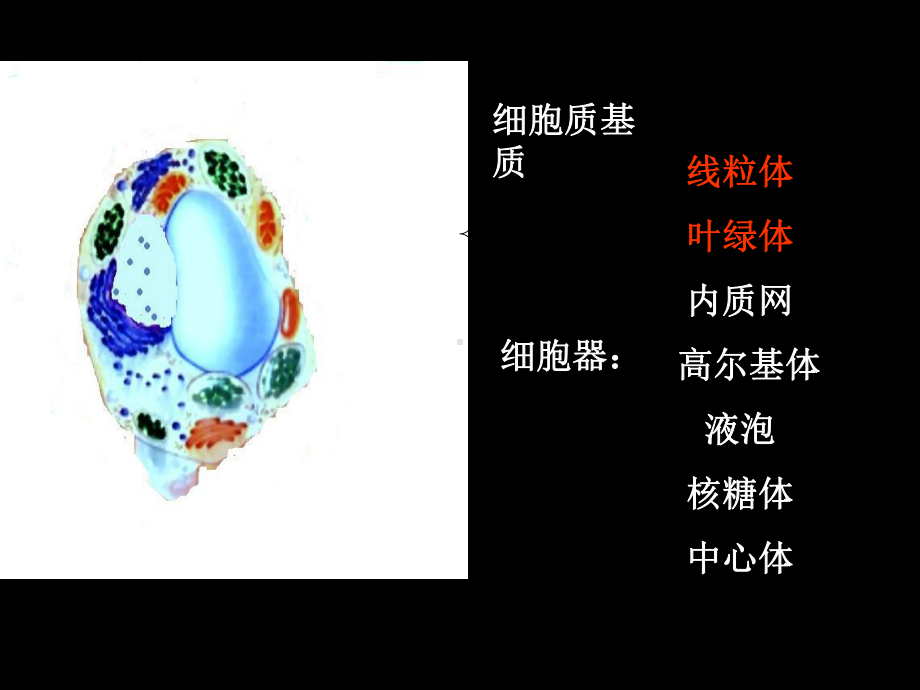 线粒体和叶绿体的结构和功能课件.ppt_第3页