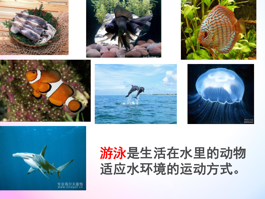 六年级科学课动物的运动课件.ppt_第2页