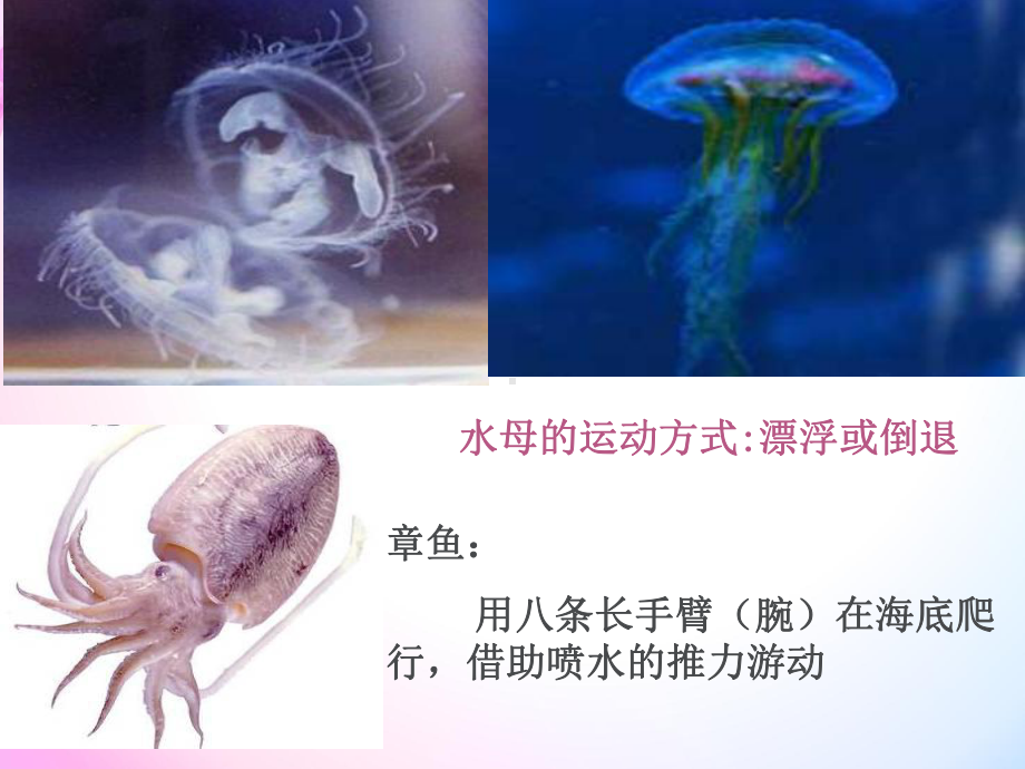 六年级科学课动物的运动课件.ppt_第3页