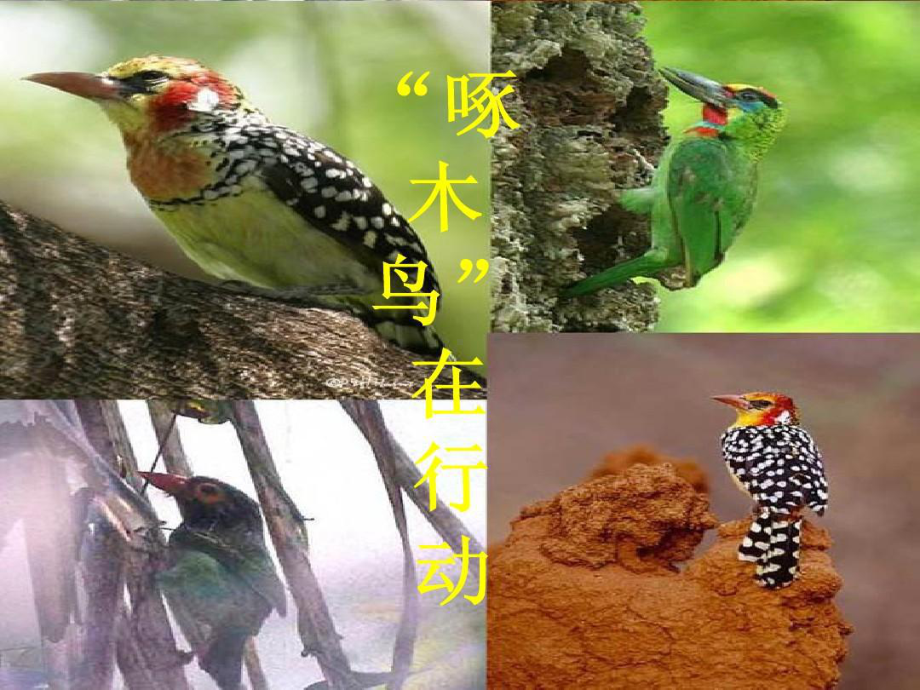 找找身边的错别字-“啄木鸟”行动课件.ppt_第2页