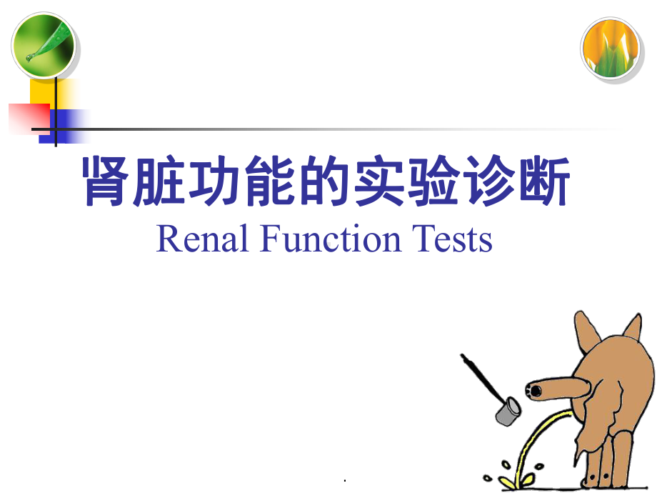 肾功能检查教学课件.pptx_第1页