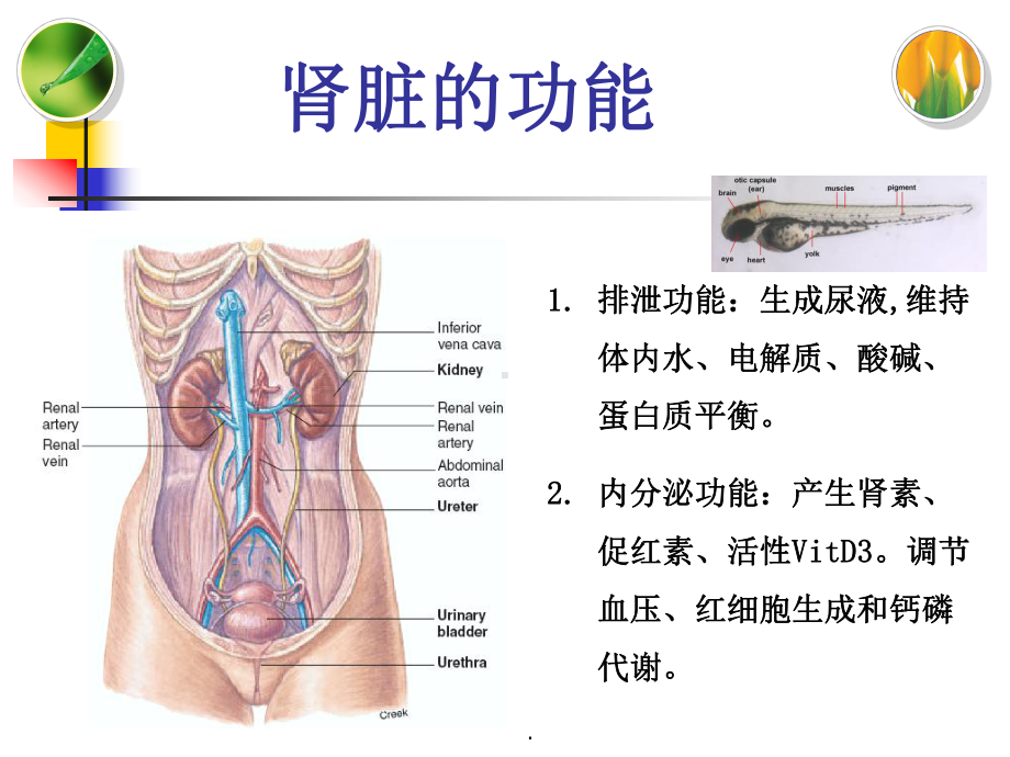 肾功能检查教学课件.pptx_第2页