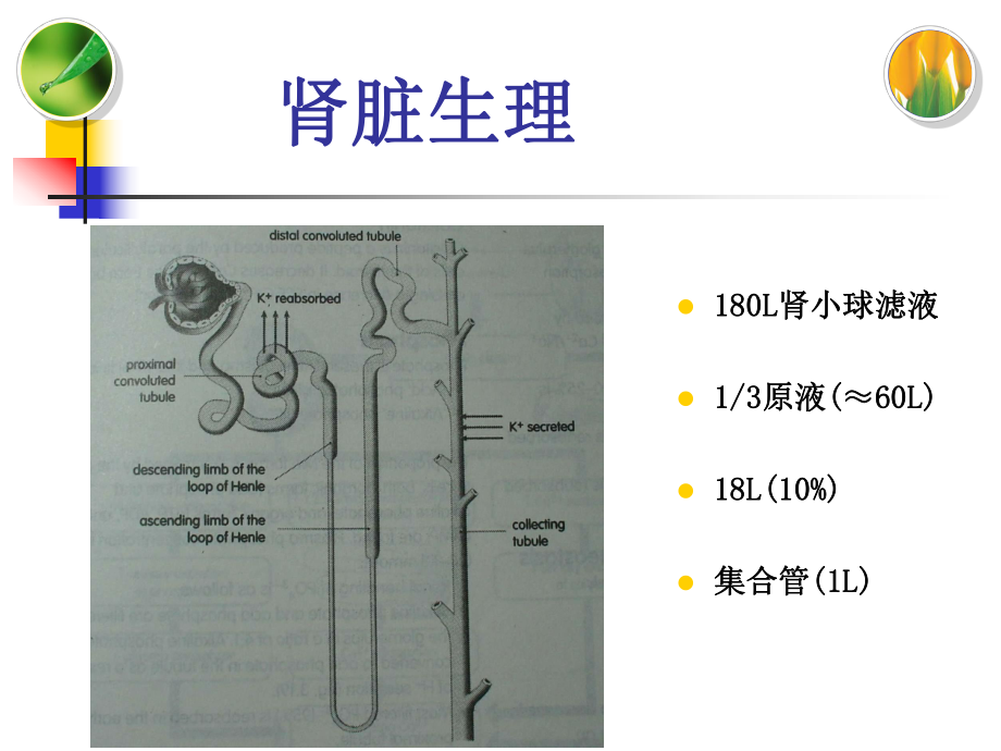 肾功能检查教学课件.pptx_第3页