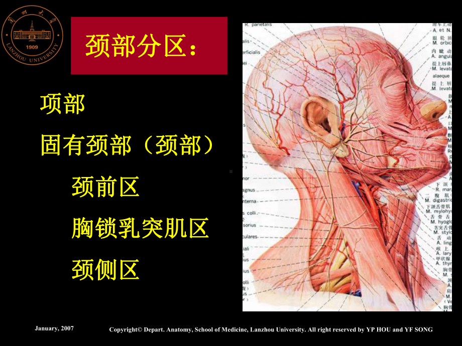 系统解剖学系统解剖学systematicanatomy主讲人侯一平教授兰州课件.ppt_第3页