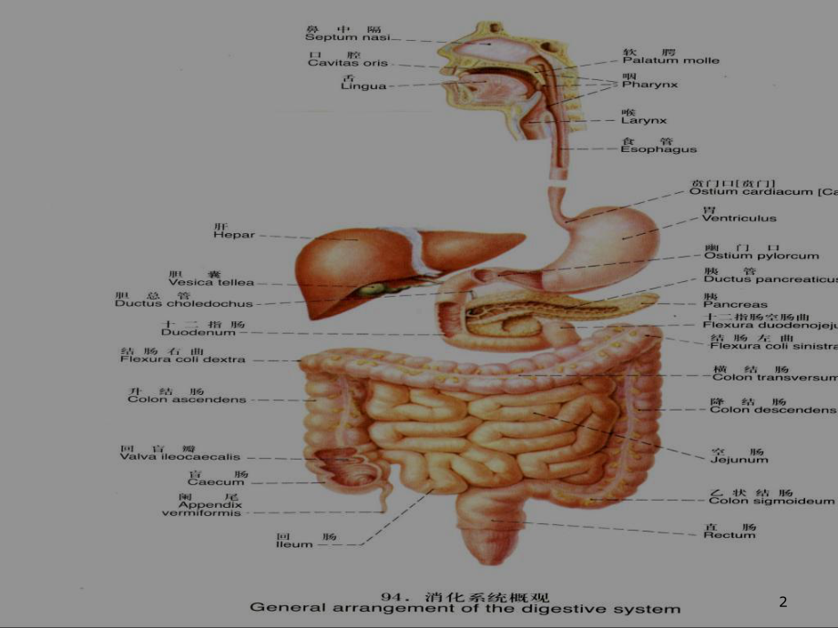 胃消化系统课件.ppt_第2页