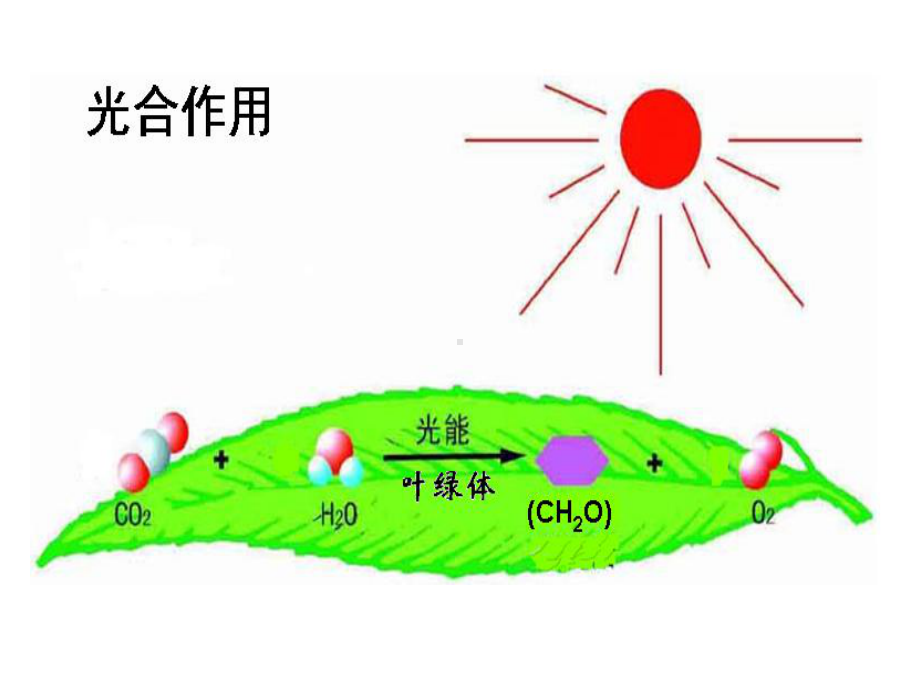 光合作用的原理及应用课件.ppt_第2页