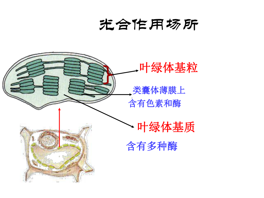 光合作用的原理及应用课件.ppt_第3页