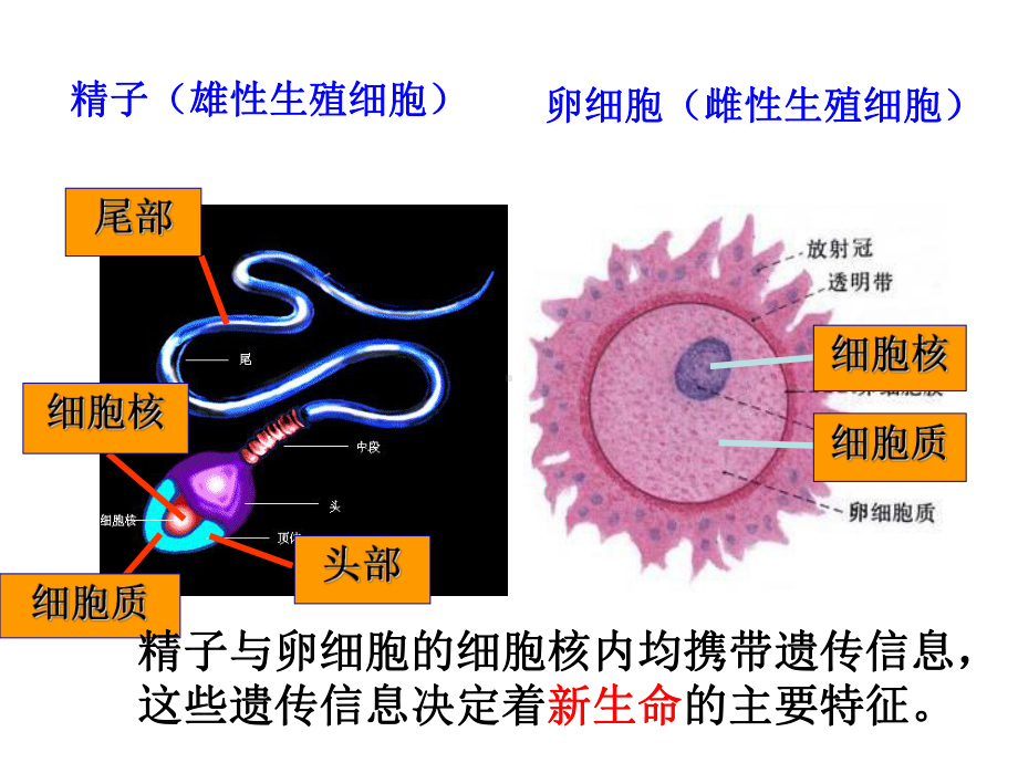 浙教版七年级下册科学11新生命的诞生课件.ppt_第3页