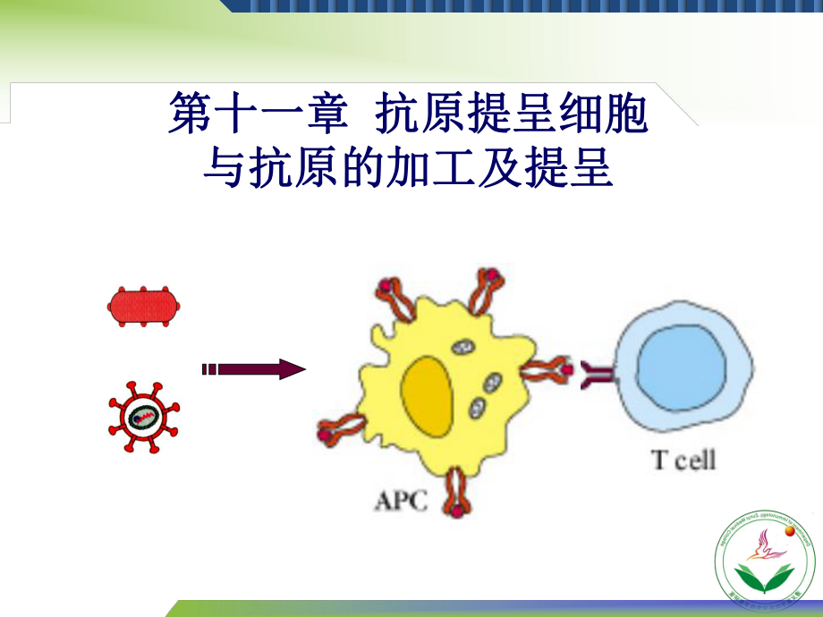 十一章抗原递呈细胞及抗原的加工递呈课件.ppt_第1页