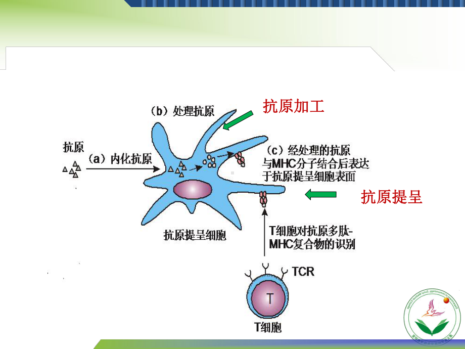 十一章抗原递呈细胞及抗原的加工递呈课件.ppt_第3页