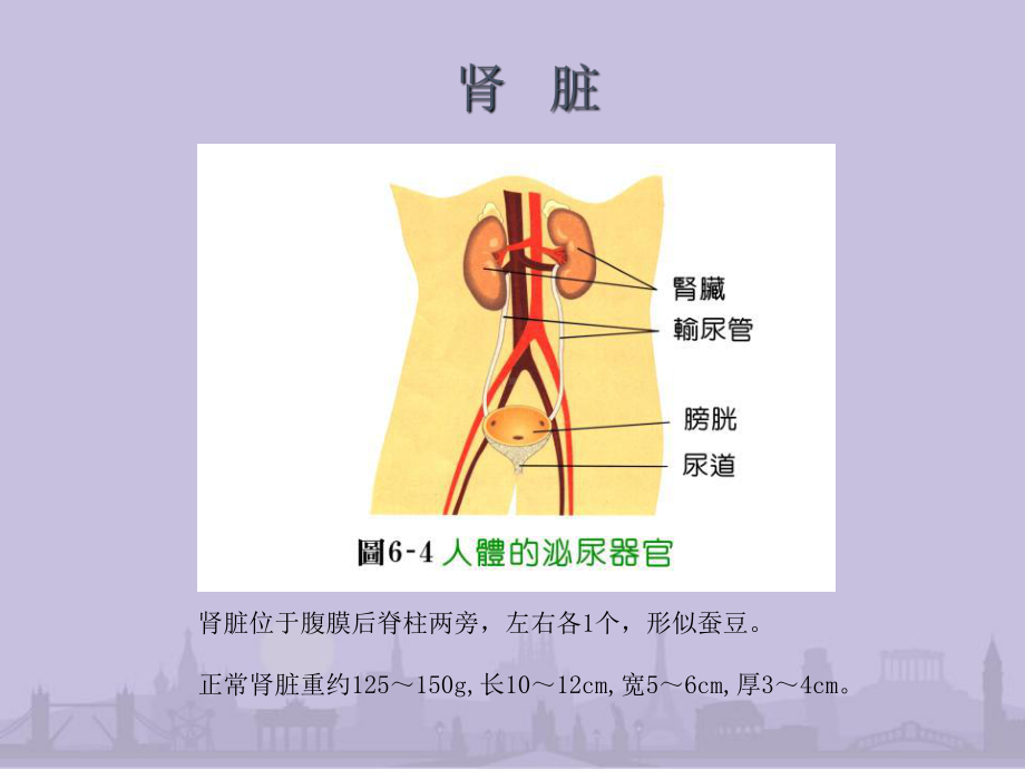 正确看待肾脏病课件.ppt_第2页