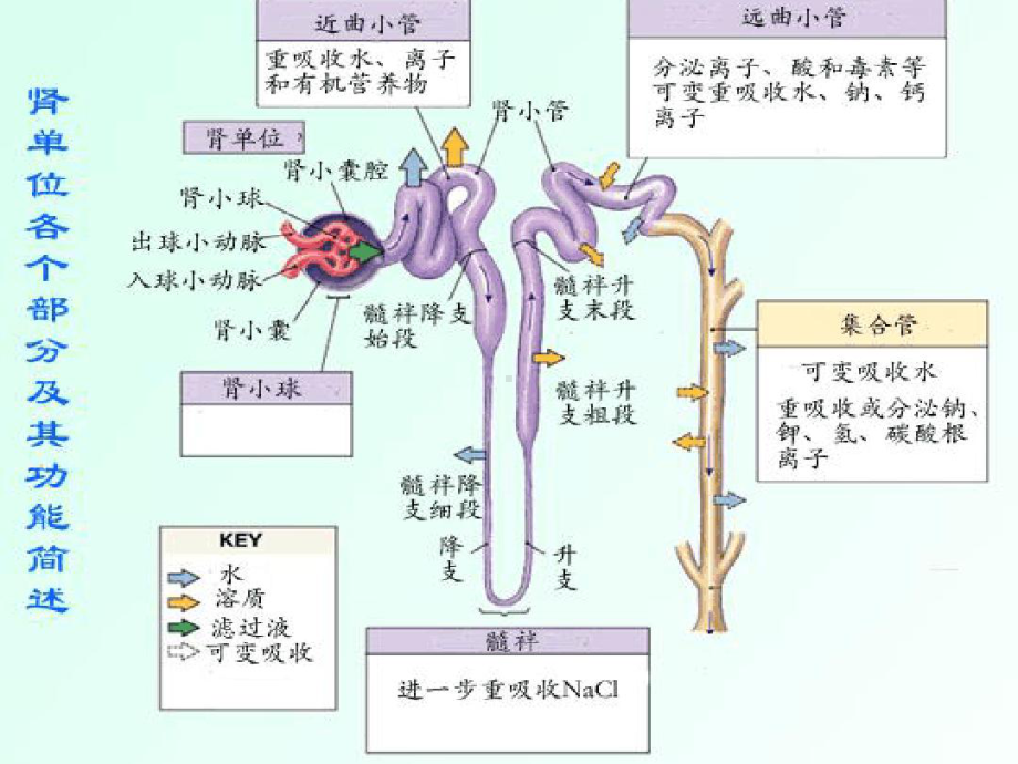 尿液微量蛋白检测临床意义课件.ppt_第2页