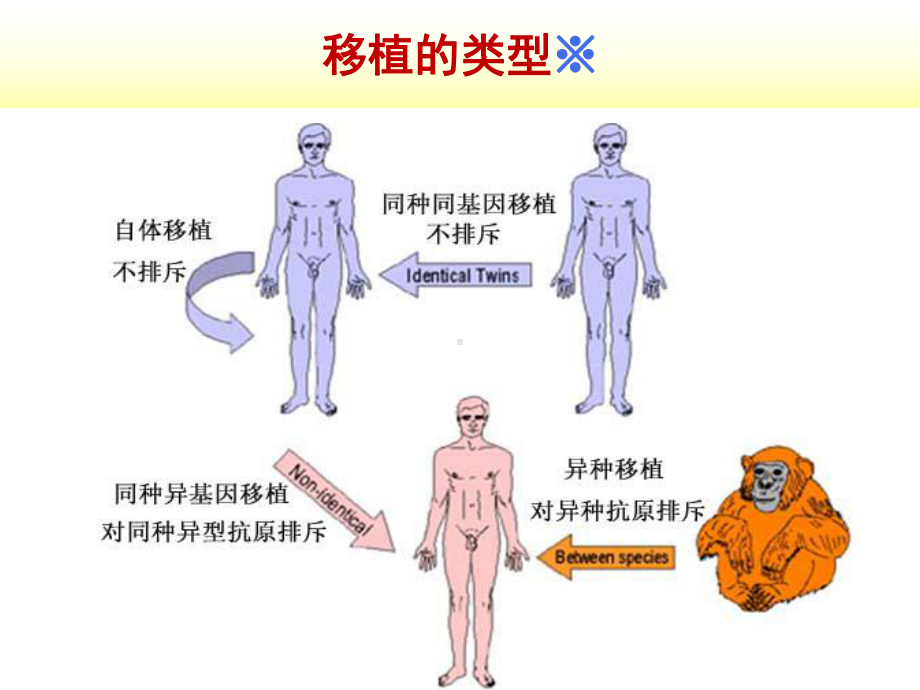 同种异体器官移植排斥的机制移植排斥的类型课件.ppt_第2页