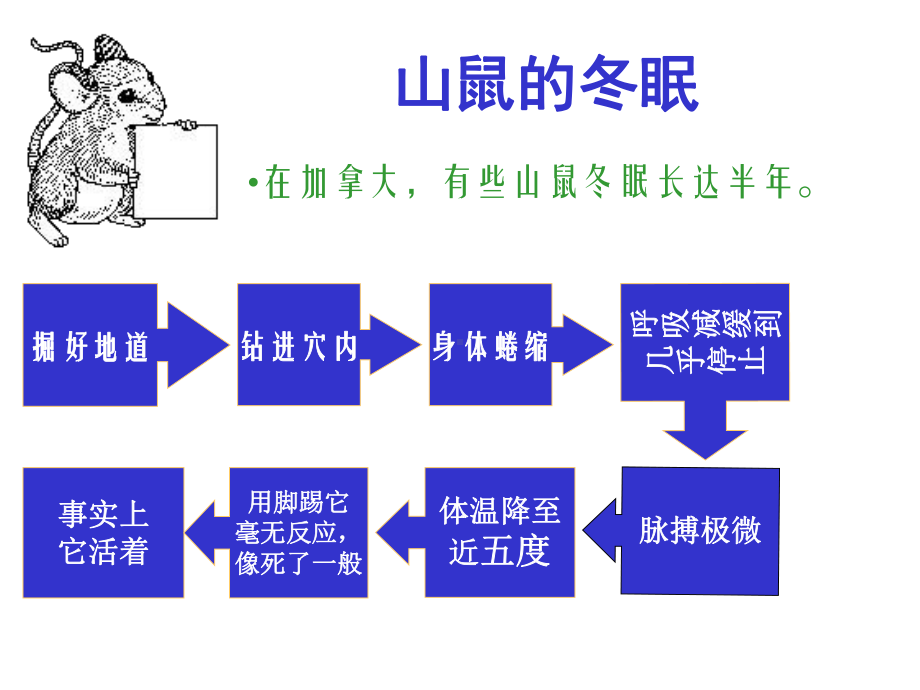 有趣的动物冬眠课件.ppt_第2页